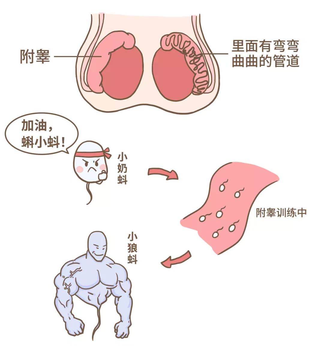 新技术 | 区人民医院泌尿外科完成我区首例显微镜下精索静脉结扎术_睾丸